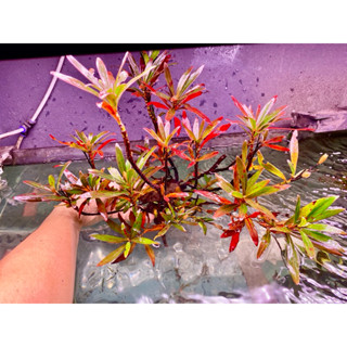  Mị Nương   rù rì đá  size Lớn nhiểu nhánh dáng đẹp 