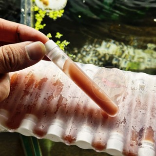 Artemia Đông Lạnh - Thức Ăn Giàu Dinh Dưỡng Cho Cá - Tép Màu Quận 3