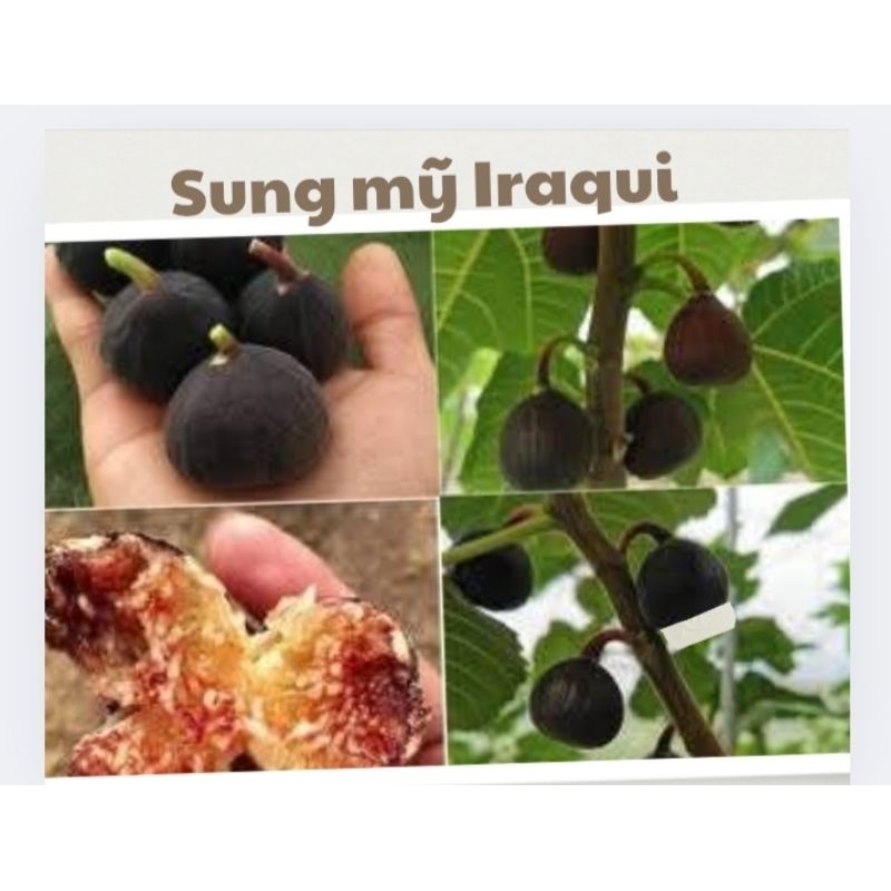 Cây sung mỹ, (cây giống), cây chiết cành, cây nguyên bản, ko phải cây ghép, quả thơm ngon