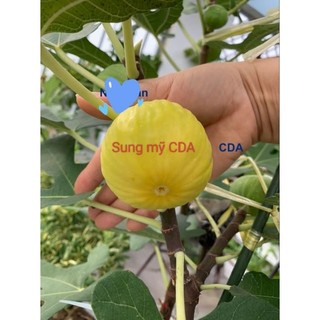 Cây sung mỹ, (cây giống), cây chiết cành, cây nguyên bản, ko phải cây ghép, quả thơm ngon