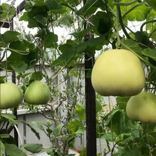 Hạt giống Dưa lê siêu ngọt (10 hạt) HÀNG CHÍNH HÃNG CHẤT LƯỢNG CAO