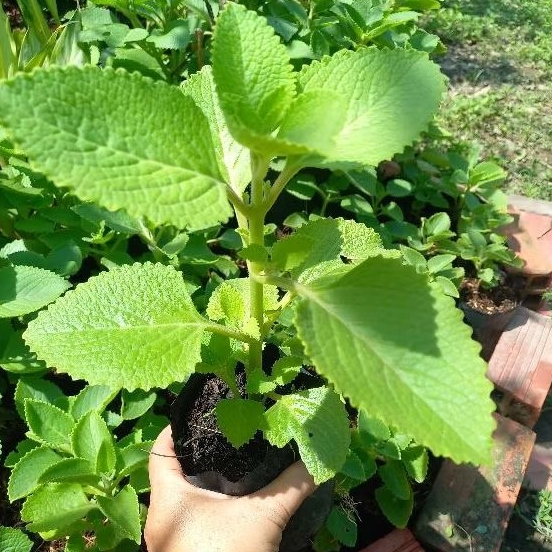 Cây Húng Chanh/ Tần Dày Lá (cây dược liệu) mua 10 tặng 1
