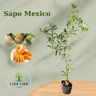 Sapo Mexico (Hồng Xiêm/sapoche Mexico) cao 60-80cm