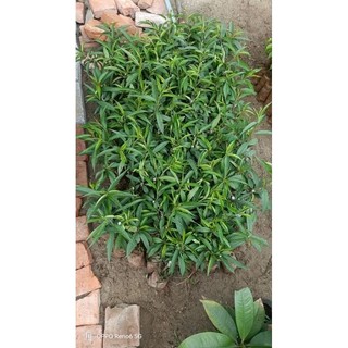 Cây giống đào phai, đào bích cây gieo hạt và cây ghép
