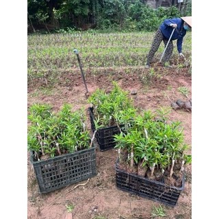 Cây giống đào phai, đào bích cây gieo hạt và cây ghép
