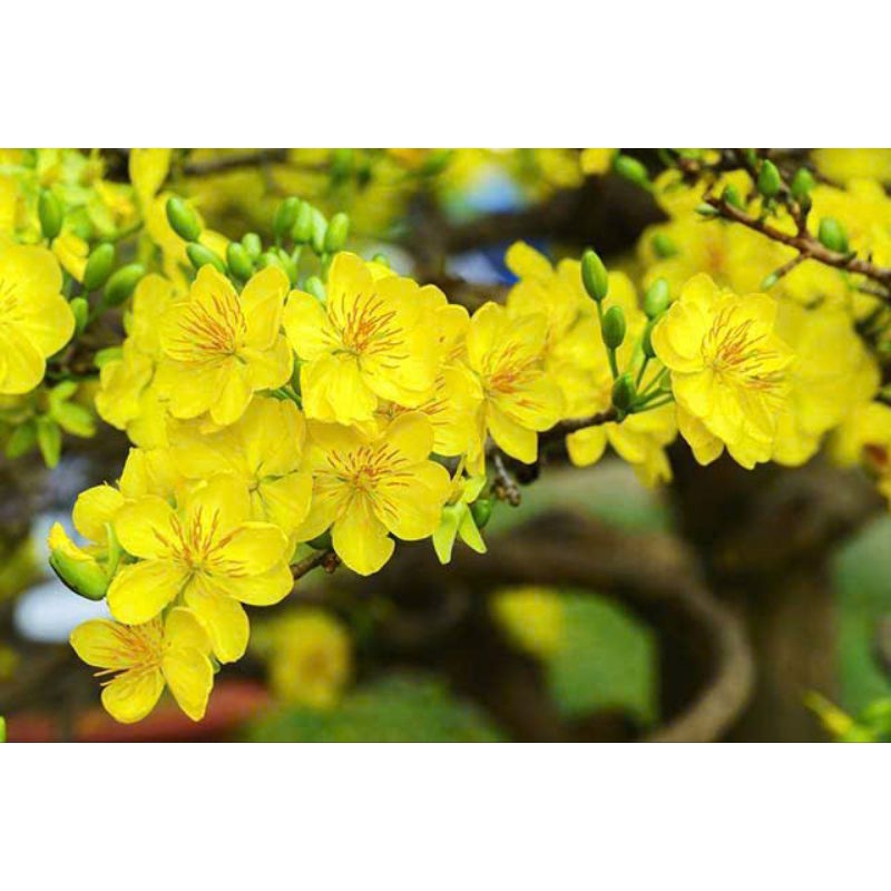 2 cây mai vàng yên tử (cao trên 80cm)