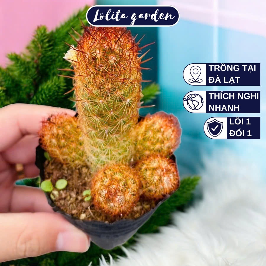 Xương rồng trụ thiên Đà Lạt size bé cây cảnh trang trí nhà cửa Lolita garden