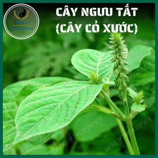 Ngưu Tất Nam 500g | Loại 1 - Cây Cỏ Xước, Hoạt Huyết, Bổ Gân Xương, Giảm Đau Lưng, Đau Khớp