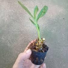 SET 50 CỐC MÔ TRỒNG LAN, CHẬU NHỰA TRỒNG LAN MÔ