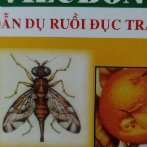 Dẫn dụ ruồi đục trái Vizubon -D