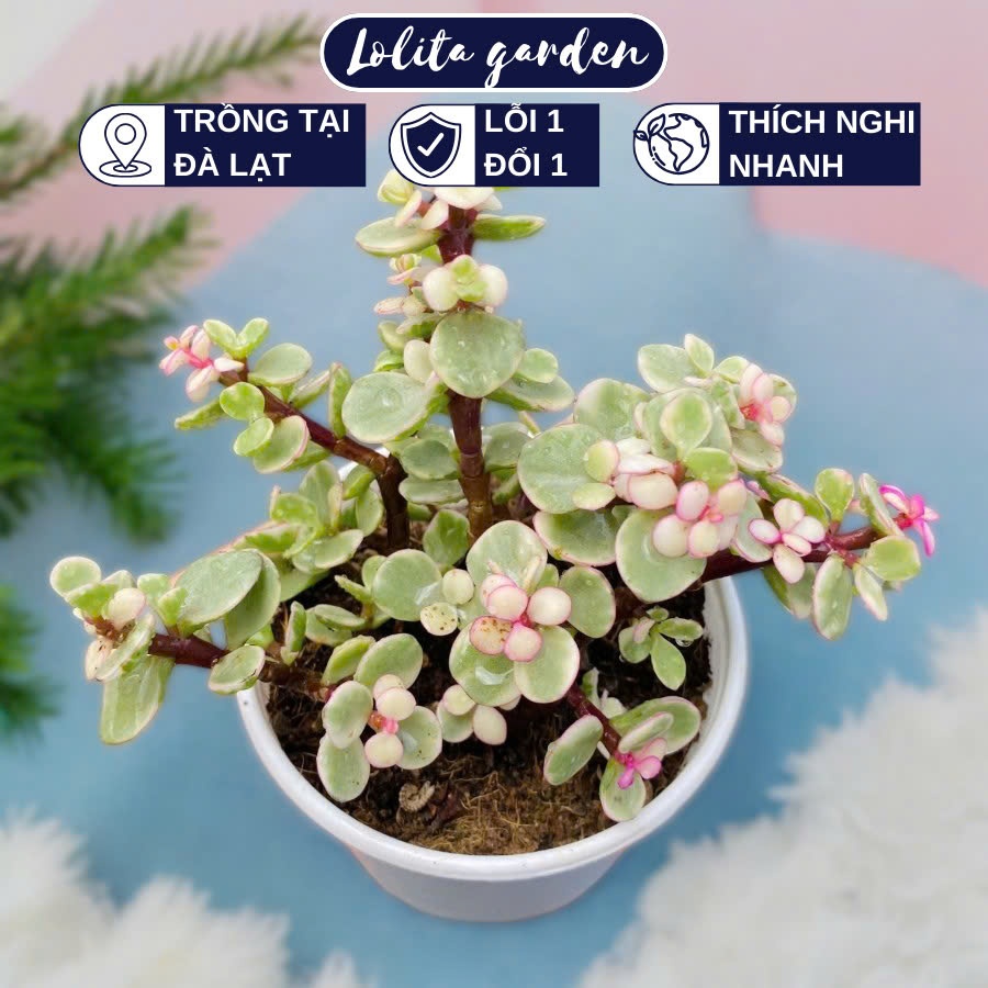 Sen đá đo la Đà Lạt size trung bình cây cảnh trang trí nhà cửa Lolita garden