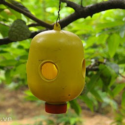 Đèn vàng bẫy ruồi đục trái