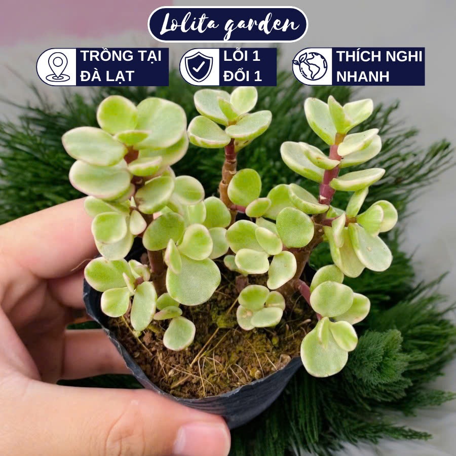Sen đá đô la Đà Lạt size bé cây cảnh trang trí nhà cửa Lolita garden