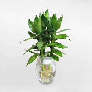 CÀNH PHÁT LỘC 3 thân cao 25~30cm, cây trồng thủy sinh lá xanh bền và dễ chăm sóc [spc] [sp32]