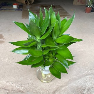 CÀNH PHÁT LỘC 3 thân cao 25~30cm, cây trồng thủy sinh lá xanh bền và dễ chăm sóc [spc] [sp32]