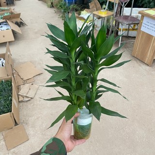 CÀNH PHÁT LỘC 3 thân cao 25~30cm, cây trồng thủy sinh lá xanh bền và dễ chăm sóc [spc] [sp32]