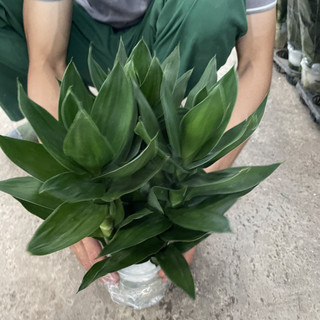 CÀNH PHÁT LỘC 3 thân cao 25~30cm, cây trồng thủy sinh lá xanh bền và dễ chăm sóc [spc] [sp32]