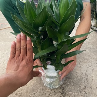 CÀNH PHÁT LỘC 3 thân cao 25~30cm, cây trồng thủy sinh lá xanh bền và dễ chăm sóc [spc] [sp32]