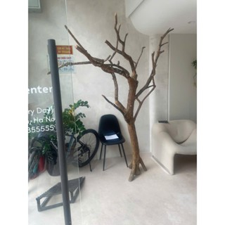 Thân Cây Khô Decor Treo Đồ, Kết Hoa  – Treo Lì Xì, Đèn Trung Thu, Kết Hoa, Dùng Làm Đạo Cụ –Trang Trí Quán Cafe, Studio,
