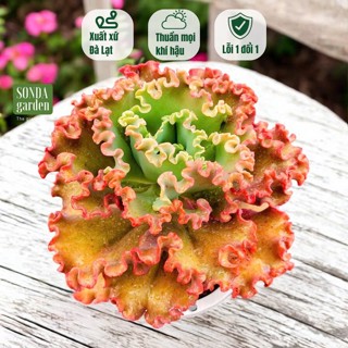 Sen đá bắp cải vạn lý full nắng mưa SONDA GARDEN size đại 18-20cm, cây cảnh trang trí nhà cửa, lỗi 1 đổi 1