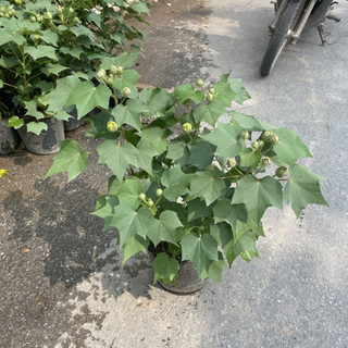 Cây Hoa PHÙ DUNG cao 40~50cm