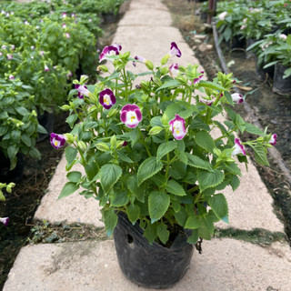 Cây Hoa MẮT NAI cao 15~20cm (Chỉ giao miền Bắc+Bắc miền Trung)