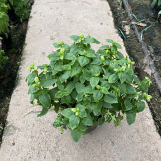 Cây Hoa MẮT NAI cao 15~20cm (Chỉ giao miền Bắc+Bắc miền Trung)