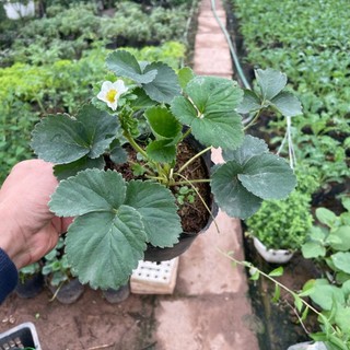 Cây DÂU TÂY cao 10~15cm, cây đã có thể ra hoa đậu trái