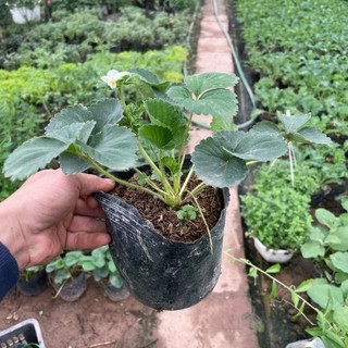 Cây DÂU TÂY cao 10~15cm, cây đã có thể ra hoa đậu trái
