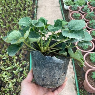 Cây DÂU TÂY cao 10~15cm, cây đã có thể ra hoa đậu trái