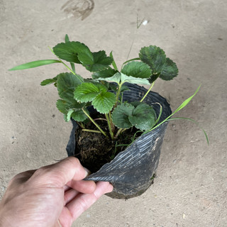 Cây DÂU TÂY cao 10~15cm, cây đã có thể ra hoa đậu trái