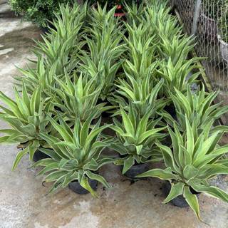 Cây DỨA NGỌC GIÁ cao 20-25cm [sp25]