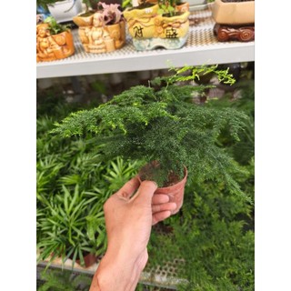 Chậu cây Kim Thủy Tùng bonsai mini để bàn