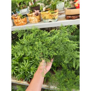 Chậu cây Kim Thủy Tùng bonsai mini để bàn