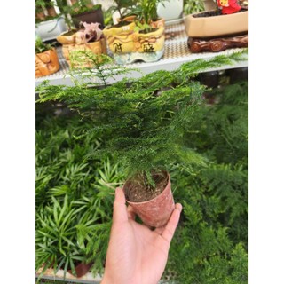 Chậu cây Kim Thủy Tùng bonsai mini để bàn