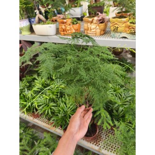 Chậu cây Kim Thủy Tùng bonsai mini để bàn