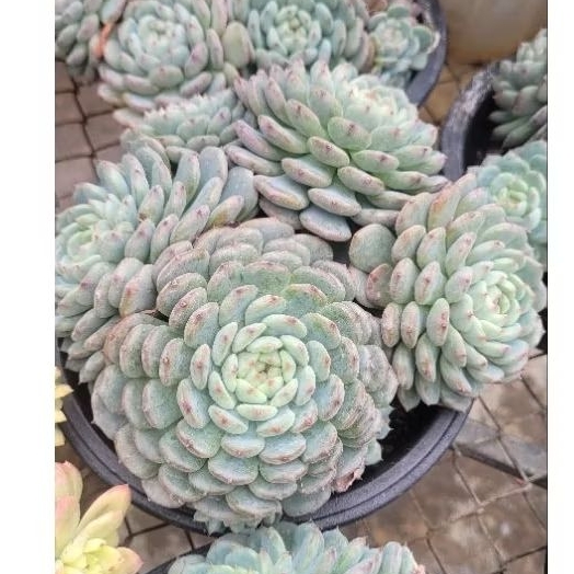 Sen đá minima bụi 20cm vườn sen Đăk Lăk.