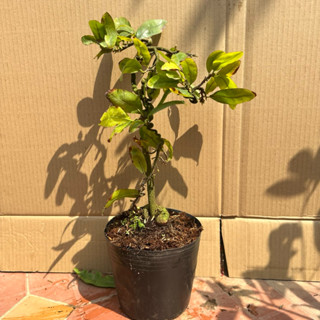 Cây mai tự xoắn tự nhiên - bonsai dáng đẹp