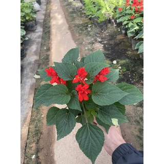Cây Hoa XÁC PHÁO, cao 12-15cm, hoa nở đẹp ((Chỉ giao miền Bắc+Bắc miền Trung))
