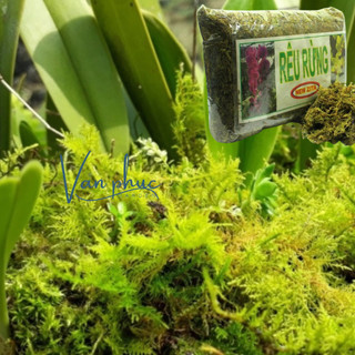 Rêu rừng đã qua xử lý (100gr)