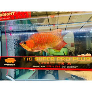  🔴ĐÈN T10 MÀU ĐỎ | ĐÈN CHO CÁ RỒNG HUYẾT LONG - 5 HÀNG BÓNG CỰC SÁNG - PHÂN PHỐI CHÍNH HÃNG - CÓ UVA UVB 