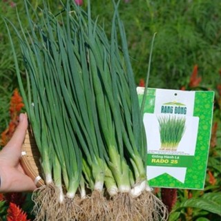  Hạt Hành lá Rado 25 cây phát triển mạnh trồng quanh năm dễ chăm sóc khoảng 700 hạt 
