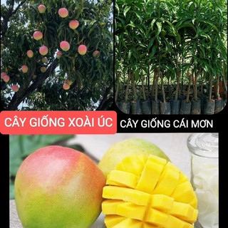 CÂY XOÀI ÚC ( cây ghép )