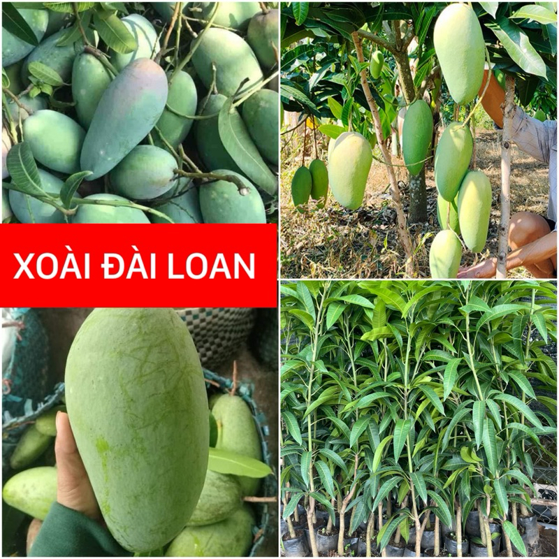 CÂY XOÀI ĐÀI LOAN GHÉP