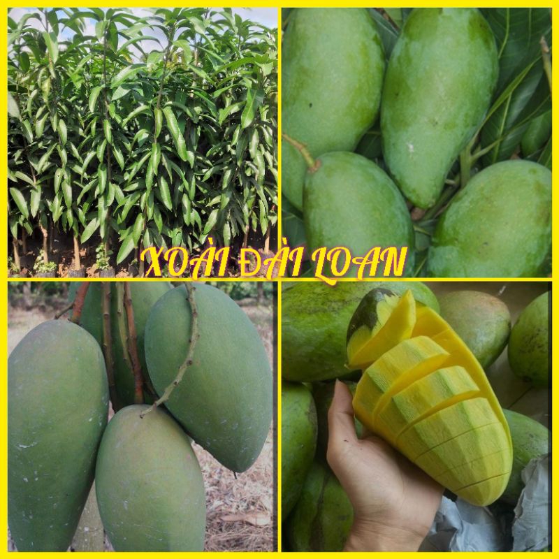 CÂY XOÀI ĐÀI LOAN