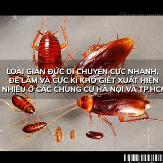 Thuốc diệt gián Đức ZENTEK - Hàng Chính Hãng.