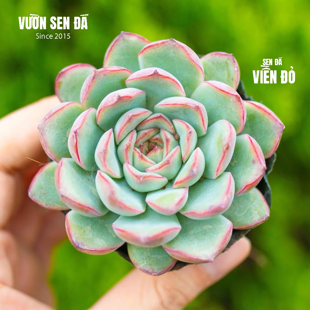 Sen đá viền đỏ 5-7cm - Vườn sen đá