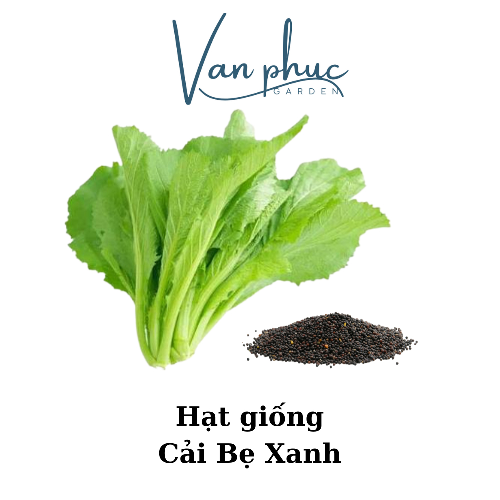 HẠT GIỐNG CẢI BẸ XANH – DỄ TRỒNG, NHANH THU HOẠCH, RA LÁ XANH MƯỚT
