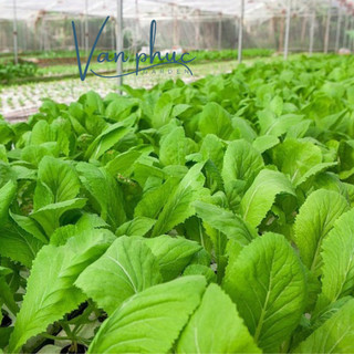 HẠT GIỐNG CẢI BẸ XANH – DỄ TRỒNG, NHANH THU HOẠCH, RA LÁ XANH MƯỚT