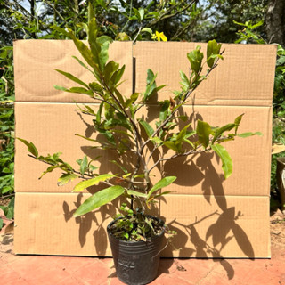 Cây mai cúc thọ hương, hoa thơm, 36 cánh, đang nụ - bonsai gốc ghép, size trun